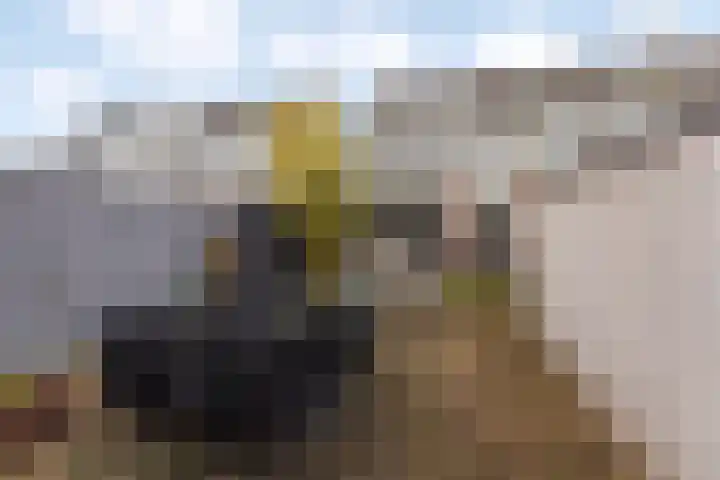 Aalscholver 15 Muiderberg thumbnail 26