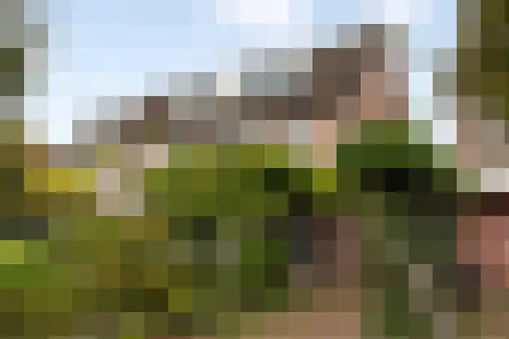 Aalscholver 15 Muiderberg thumbnail 29
