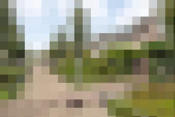 Aalscholver 15 Muiderberg thumbnail 30