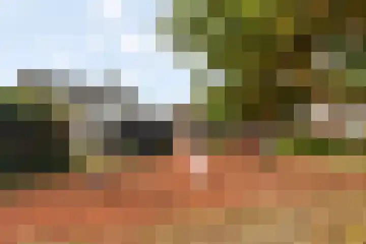 Aalscholver 15 Muiderberg thumbnail 31