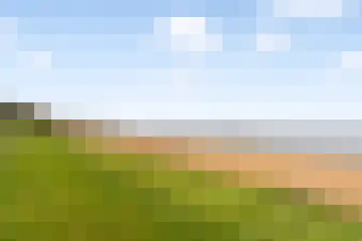 Aalscholver 15 Muiderberg thumbnail 32