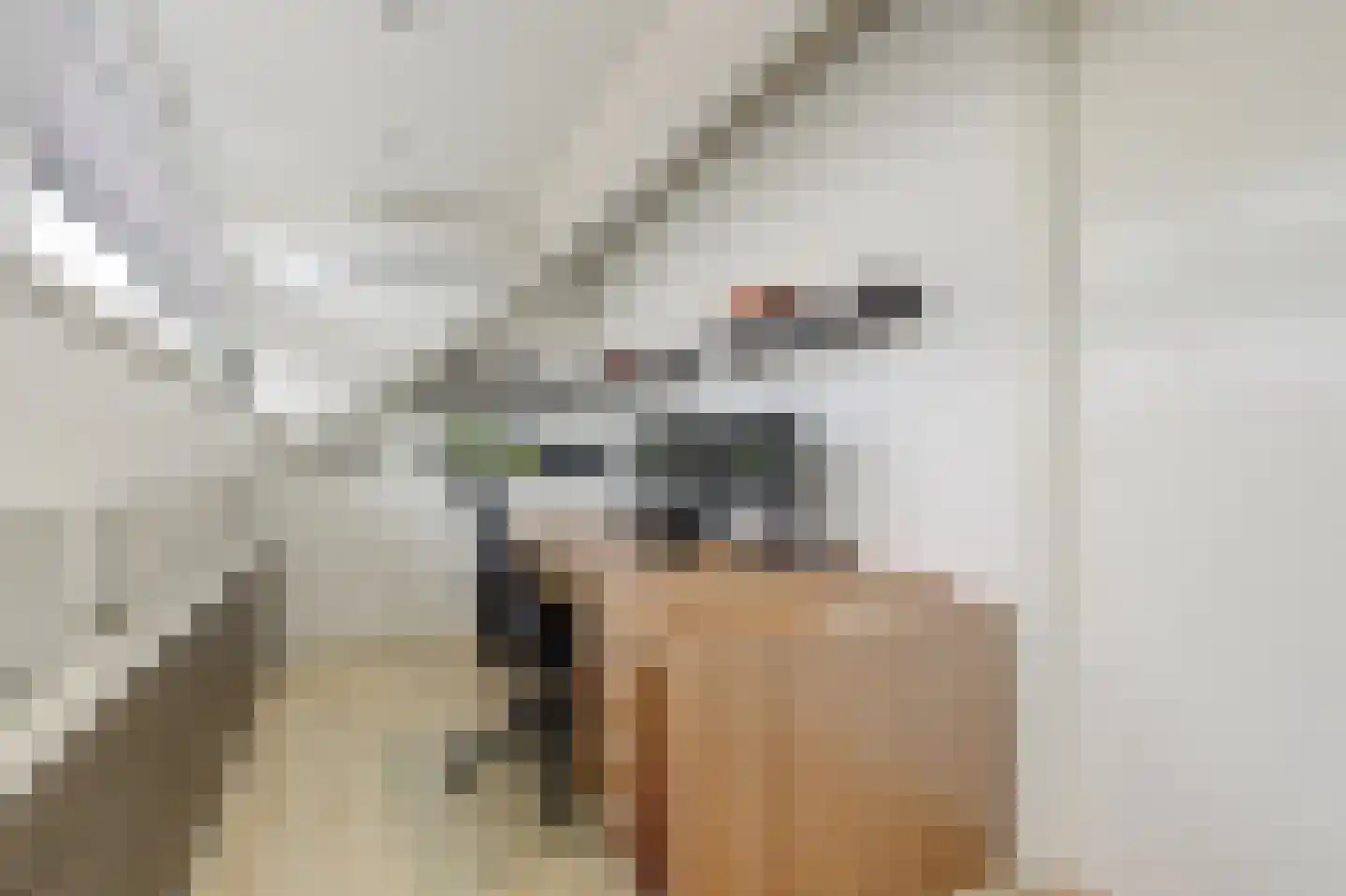Aalscholver 16 Hendrik-Ido-Ambacht thumbnail 33