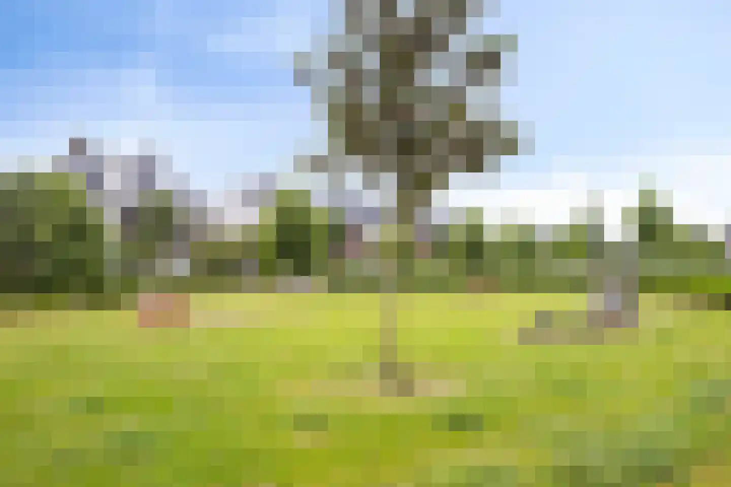 Aalscholver 18 Hendrik-Ido-Ambacht thumbnail 46