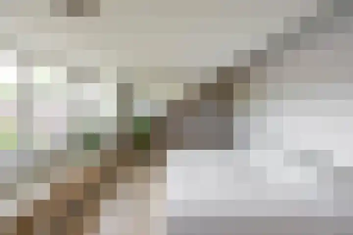 Aalscholver 20 Groningen thumbnail 42
