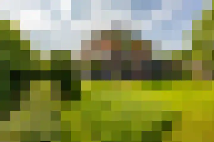 Aalscholver 20 Groningen thumbnail 47