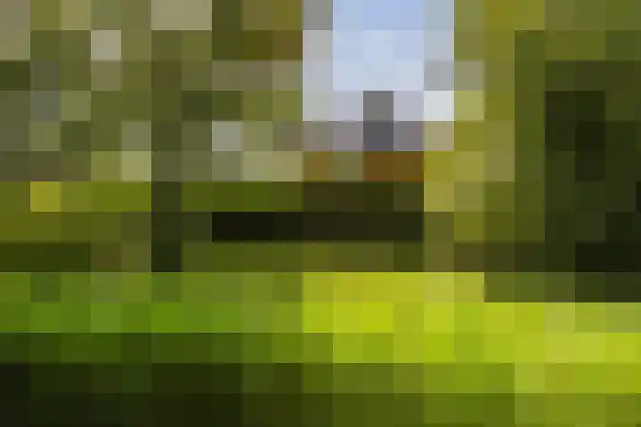 Aalscholver 20 Groningen thumbnail 51