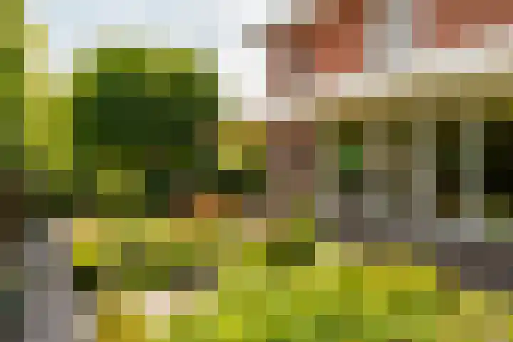 Aalscholver 20 Groningen thumbnail 53