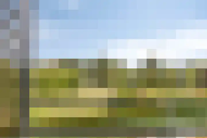 Aalscholver 24 Etten-Leur thumbnail 39
