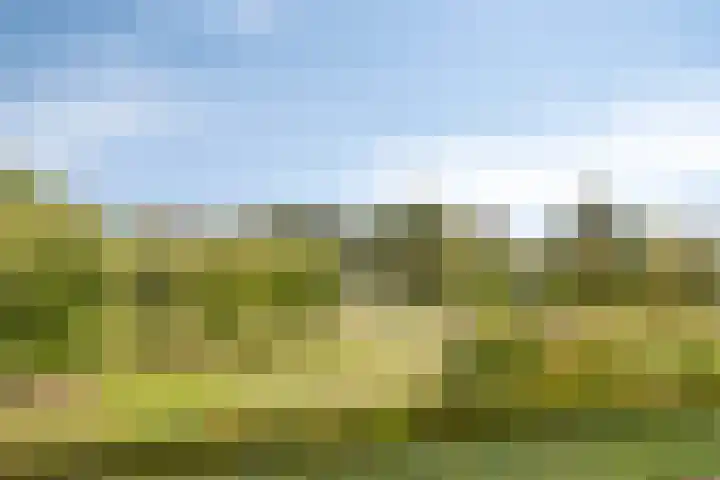 Aalscholver 24 Etten-Leur thumbnail 40