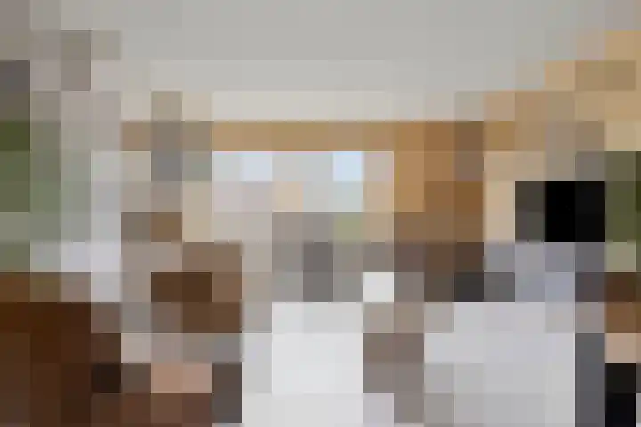 Aalscholver 27 Papendrecht thumbnail 5
