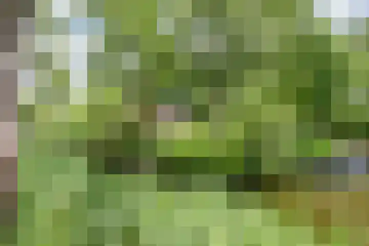 Aalscholver 3 Broek op Langedijk thumbnail 4