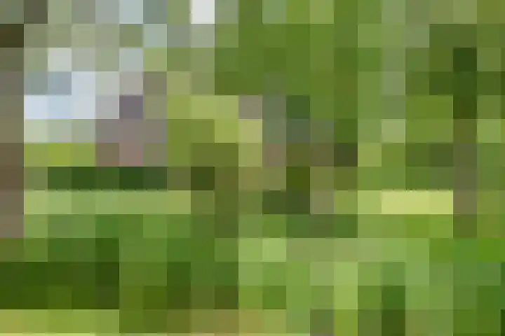 Aalscholver 3 Broek op Langedijk thumbnail 55