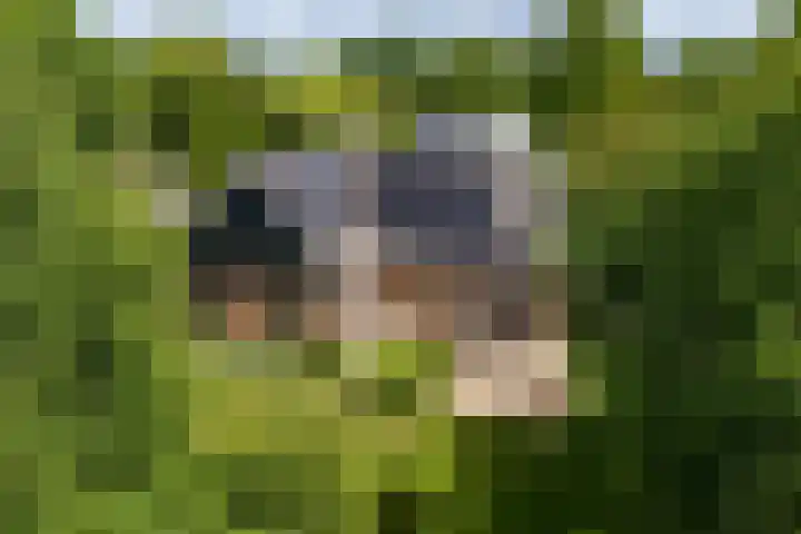 Aalscholver 3 Broek op Langedijk thumbnail 58
