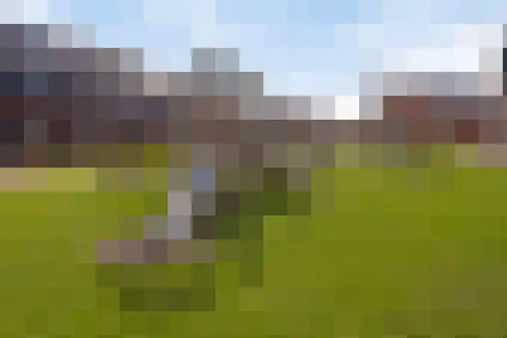 Aalscholver 3 Veenendaal thumbnail 39
