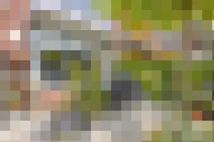 Aalscholver 4 Etten-Leur thumbnail 40