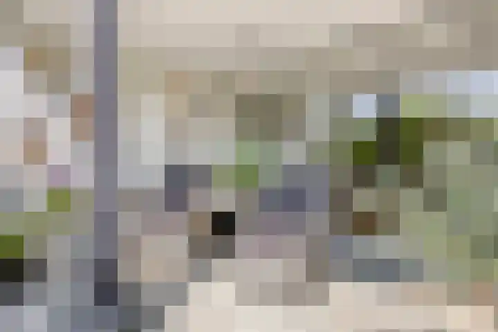 Aalscholver 4 Etten-Leur thumbnail 42