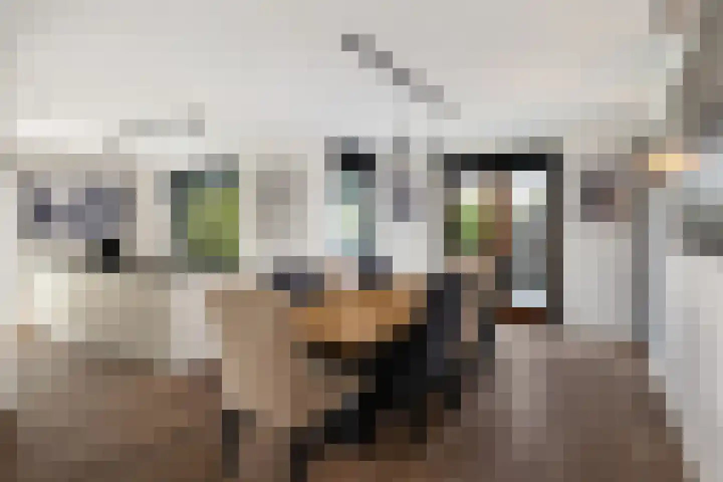 Aalscholver 4 Hendrik-Ido-Ambacht thumbnail 19