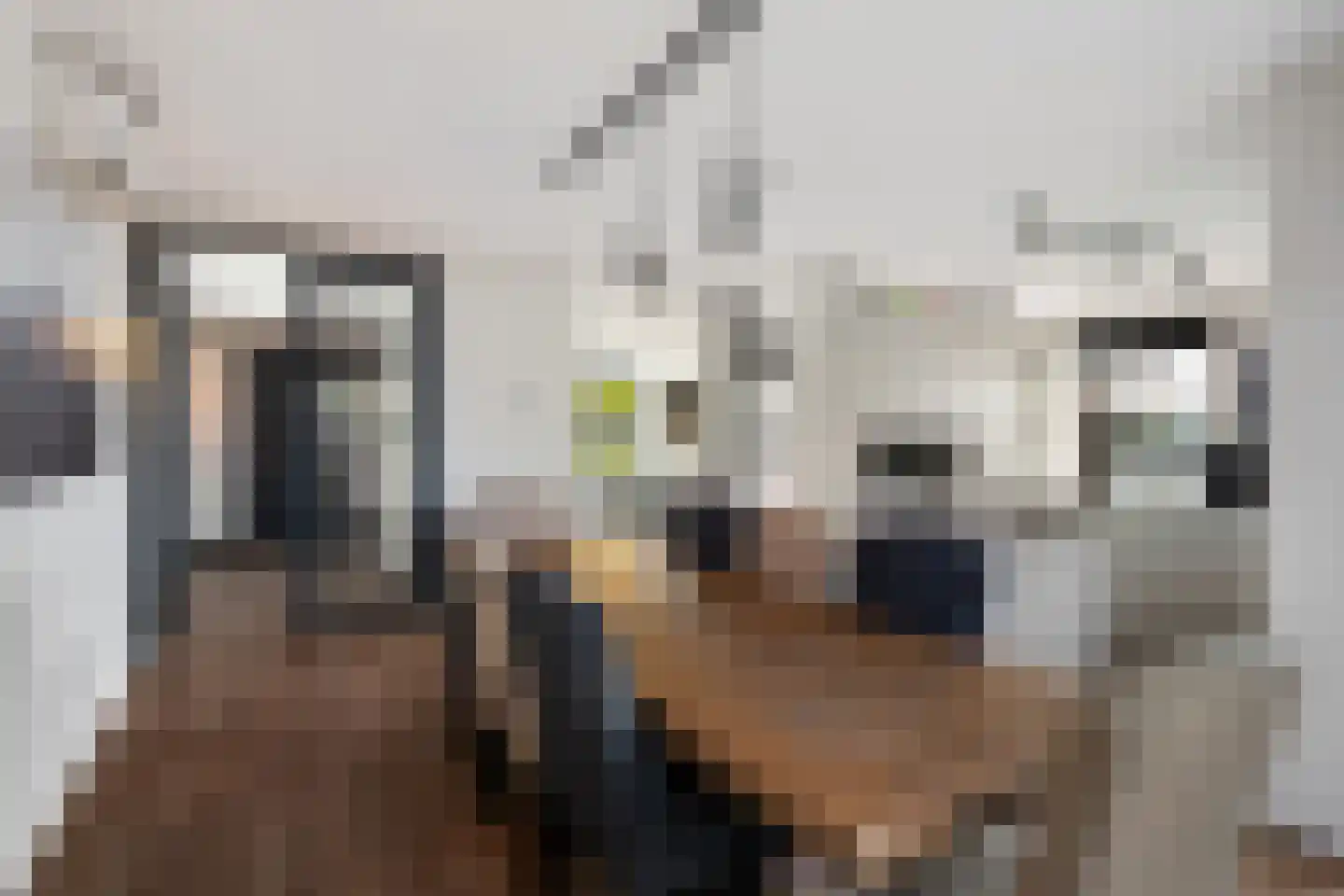 Aalscholver 4 Hendrik-Ido-Ambacht thumbnail 21