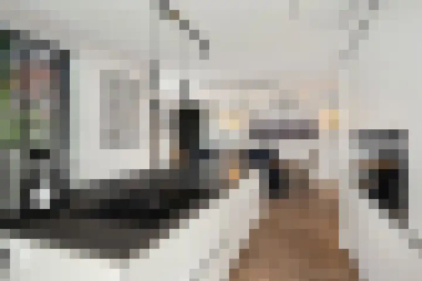 Aalscholver 4 Hendrik-Ido-Ambacht thumbnail 22