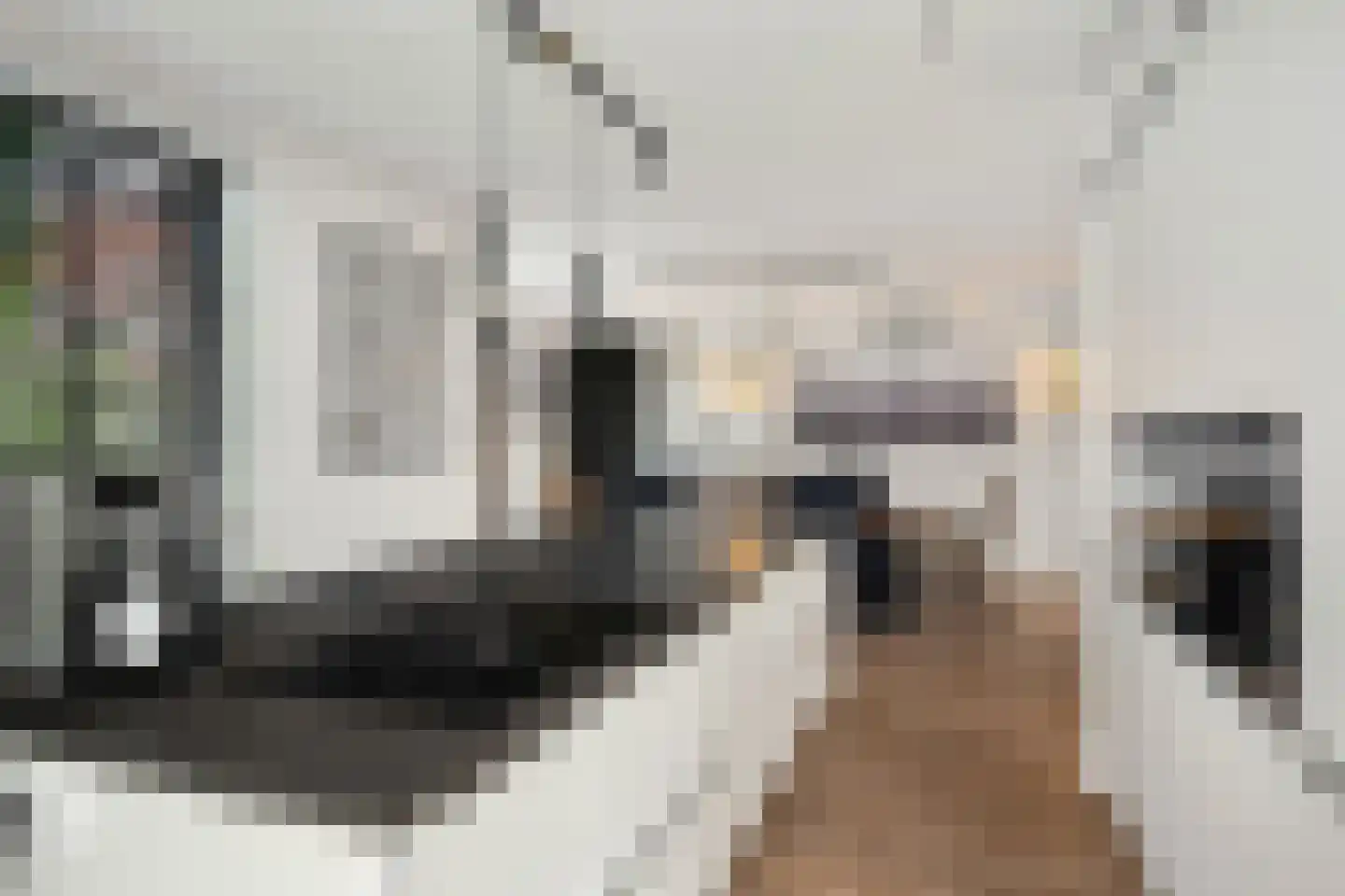 Aalscholver 4 Hendrik-Ido-Ambacht thumbnail 23