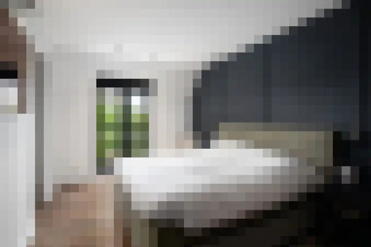 Aalscholver 4 Hendrik-Ido-Ambacht thumbnail 27