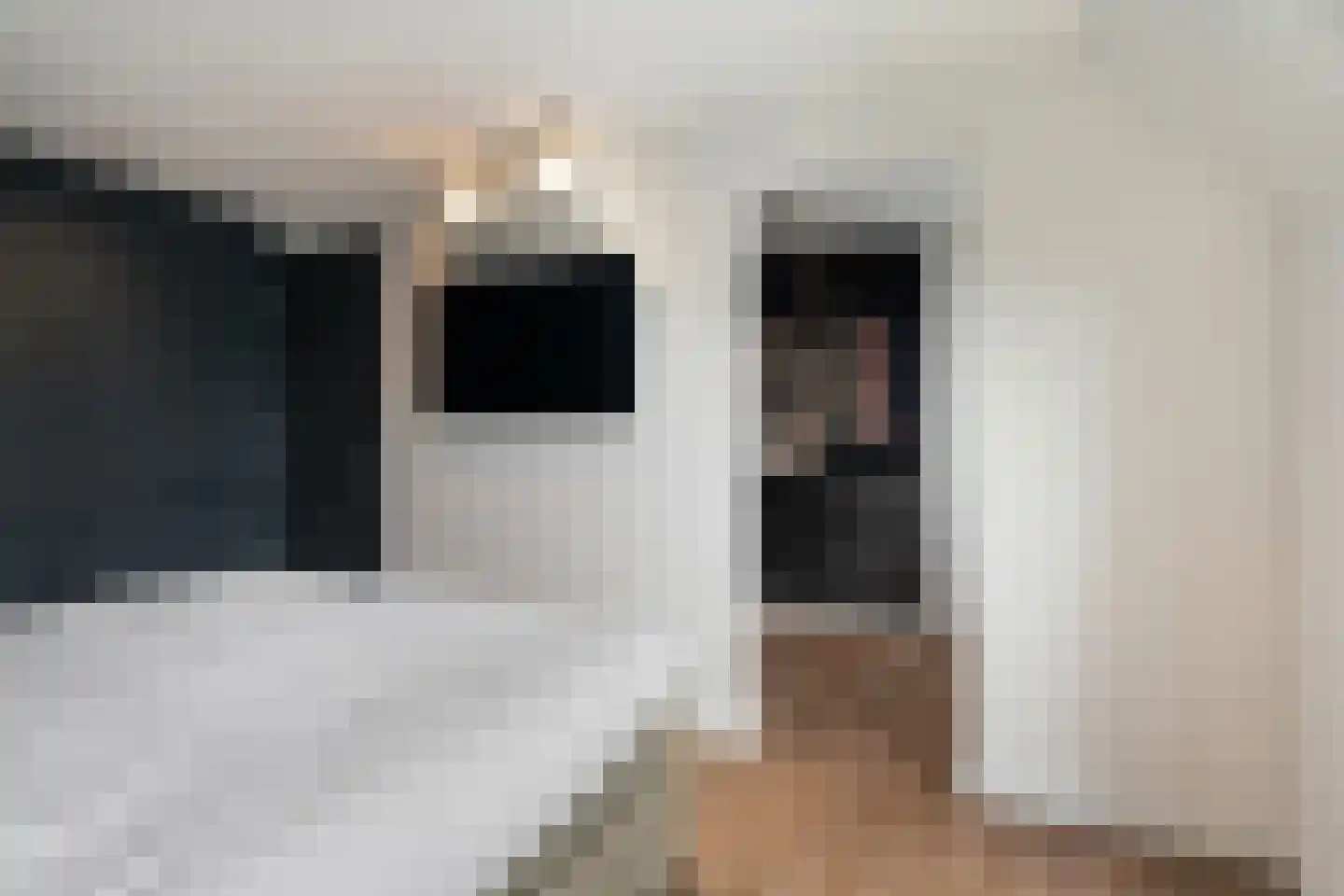 Aalscholver 4 Hendrik-Ido-Ambacht thumbnail 29