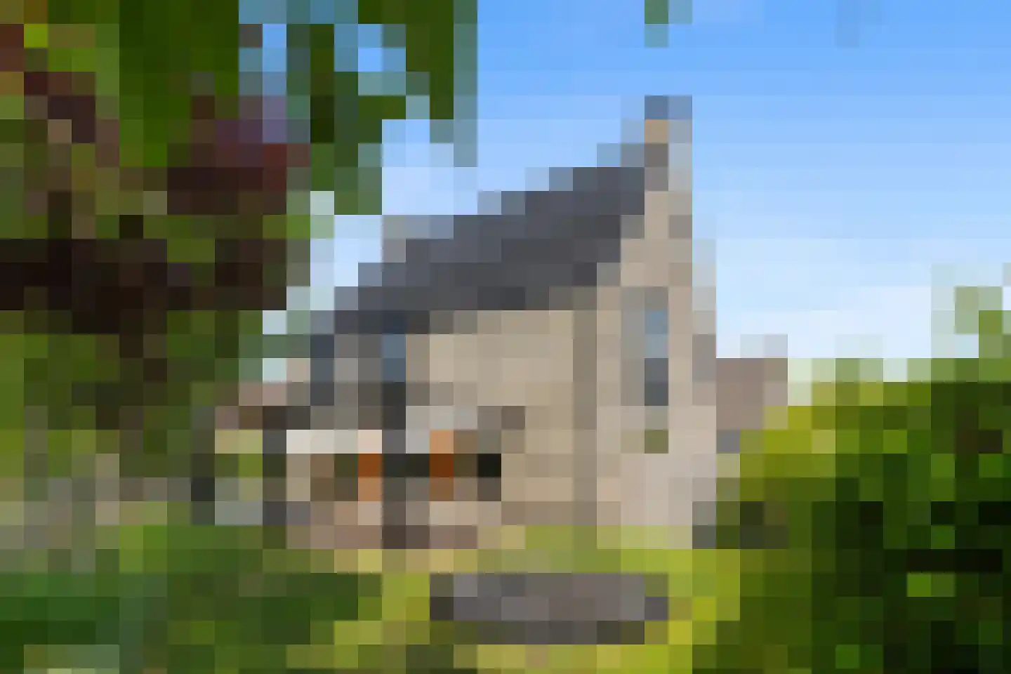 Aalscholver 4 Hendrik-Ido-Ambacht thumbnail 54