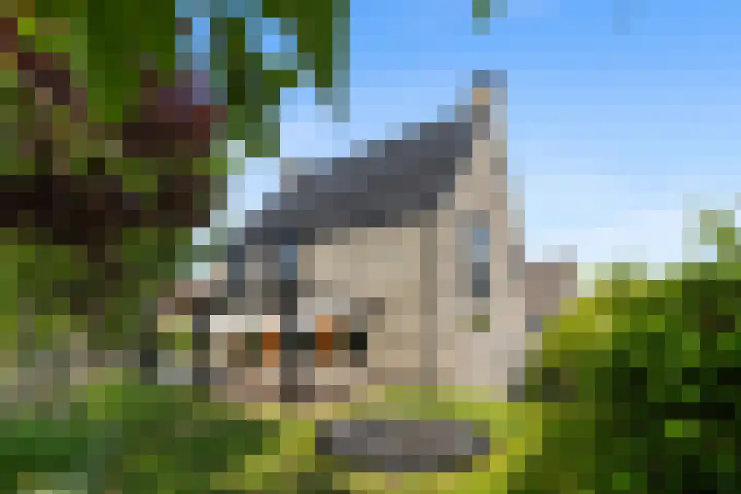 Aalscholver 4 Hendrik-Ido-Ambacht thumbnail 55