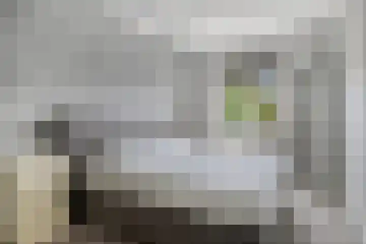 Aalscholver 45 Hendrik-Ido-Ambacht thumbnail 15