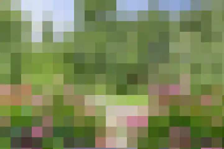Aalscholver 5 Broek op Langedijk thumbnail 32