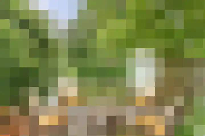 Aalscholver 5 Broek op Langedijk thumbnail 49
