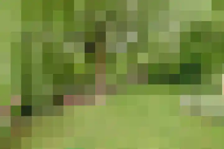 Aalscholver 5 Broek op Langedijk thumbnail 53