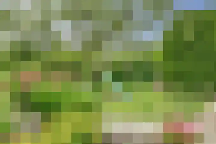 Aalscholver 5 Broek op Langedijk thumbnail 55