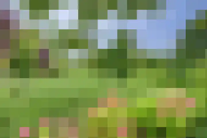 Aalscholver 5 Broek op Langedijk thumbnail 58