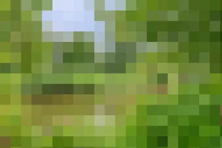 Aalscholver 5 Broek op Langedijk thumbnail 63