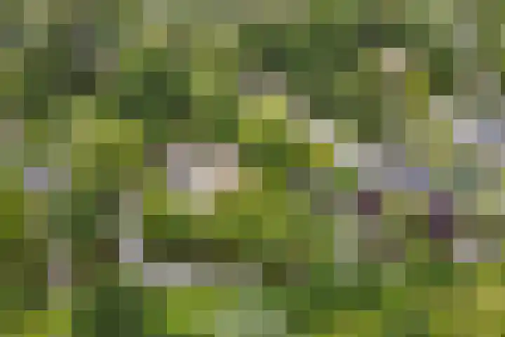Aalscholver 5 Broek op Langedijk thumbnail 68