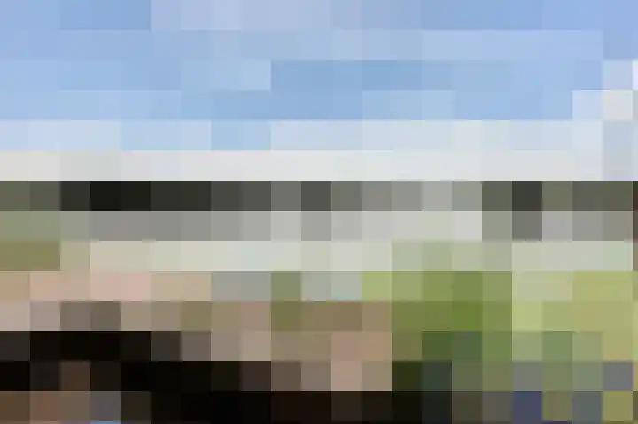 Aalscholver 5 Broek op Langedijk thumbnail 69
