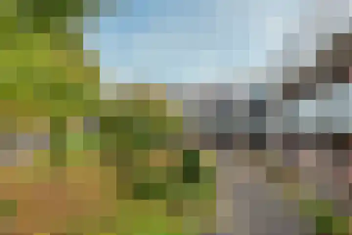 Aalscholver 7 Driebergen-Rijsenburg thumbnail 31