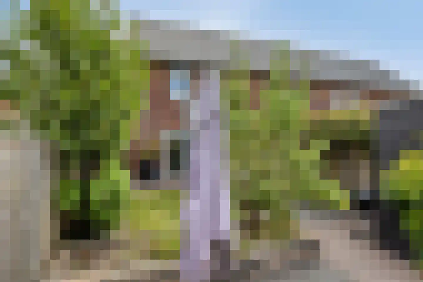 Aalscholver 7 Veenendaal thumbnail 37