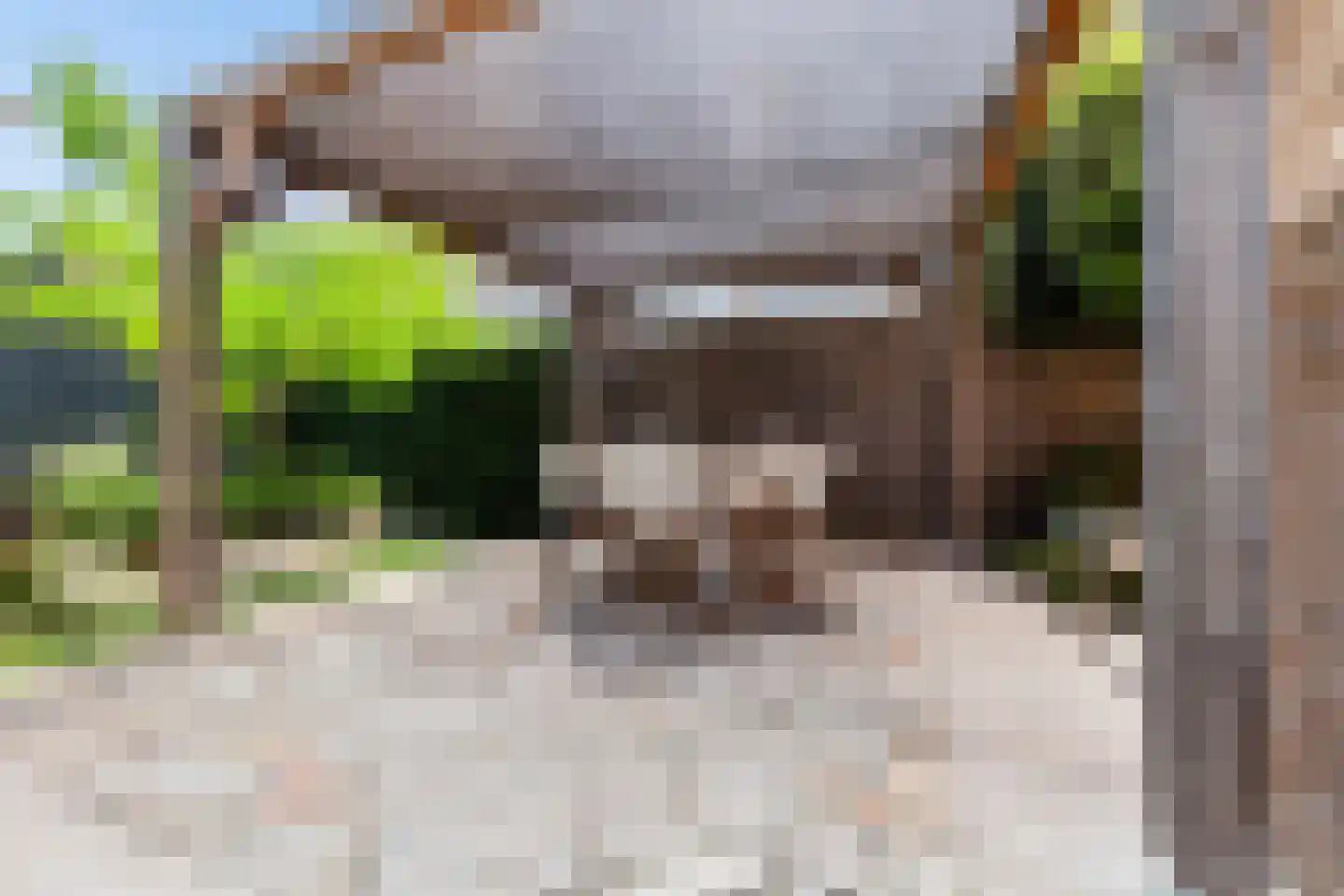 Aalscholver 8 Pijnacker thumbnail 21