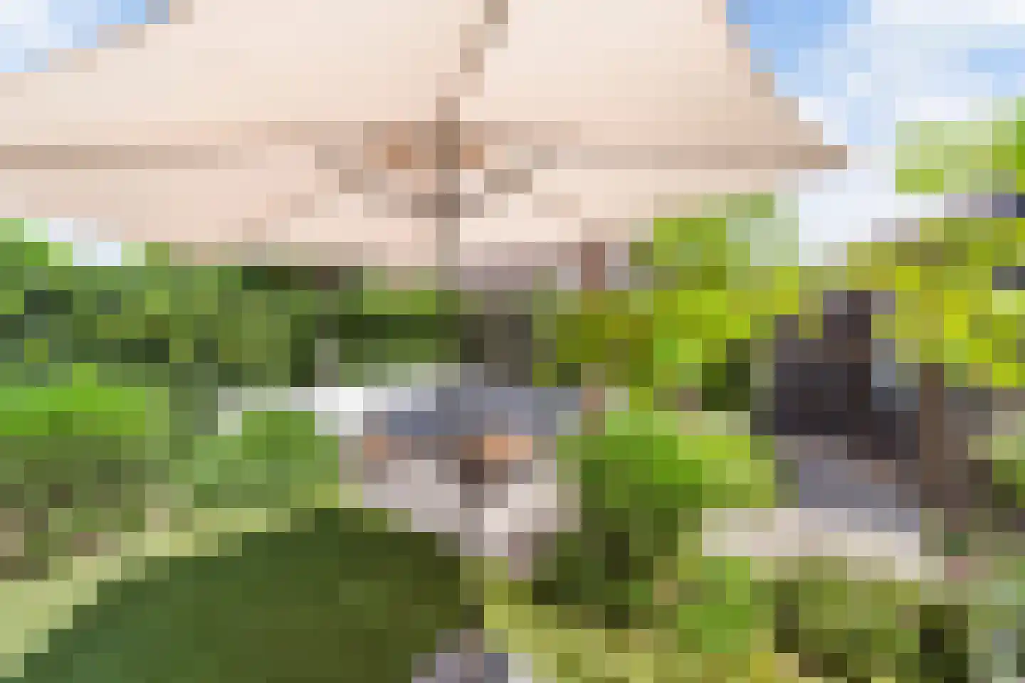 Aalscholver 8 Pijnacker thumbnail 25