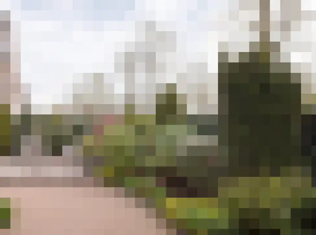 Aalscholver 9 Etten-Leur thumbnail 36