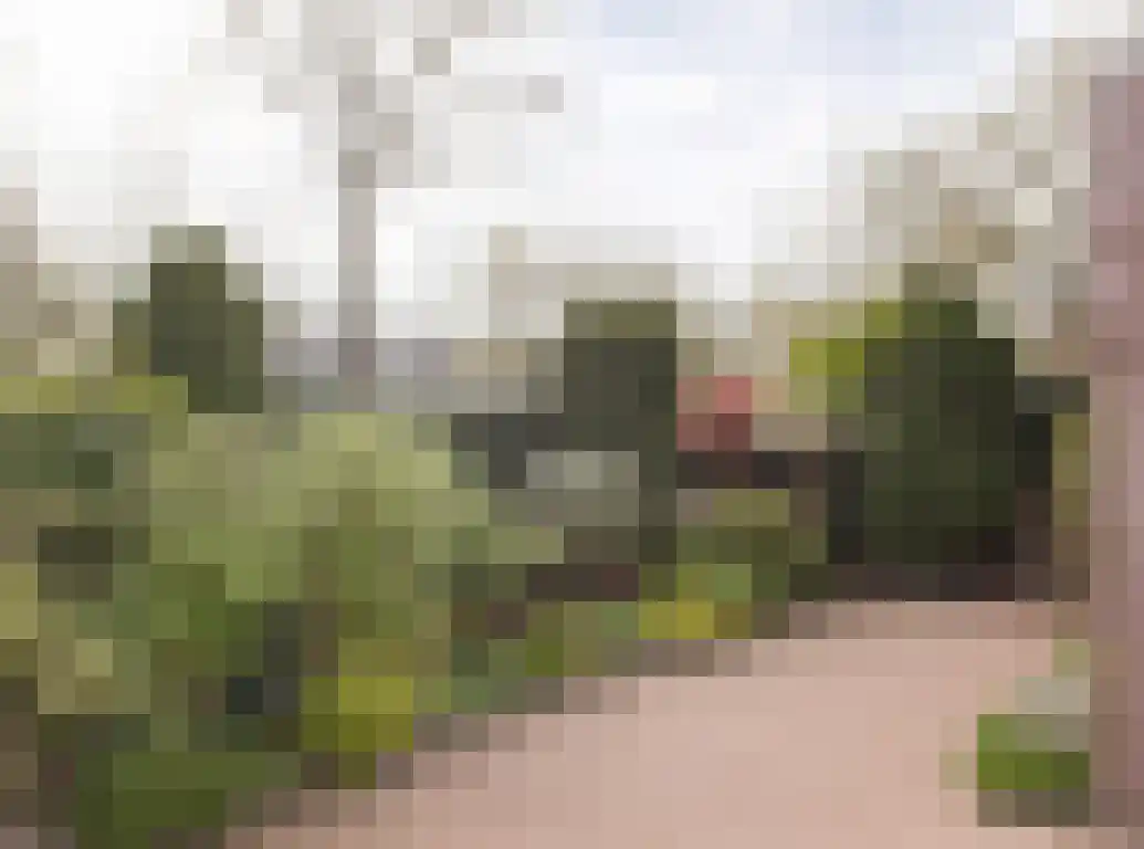 Aalscholver 9 Etten-Leur thumbnail 41