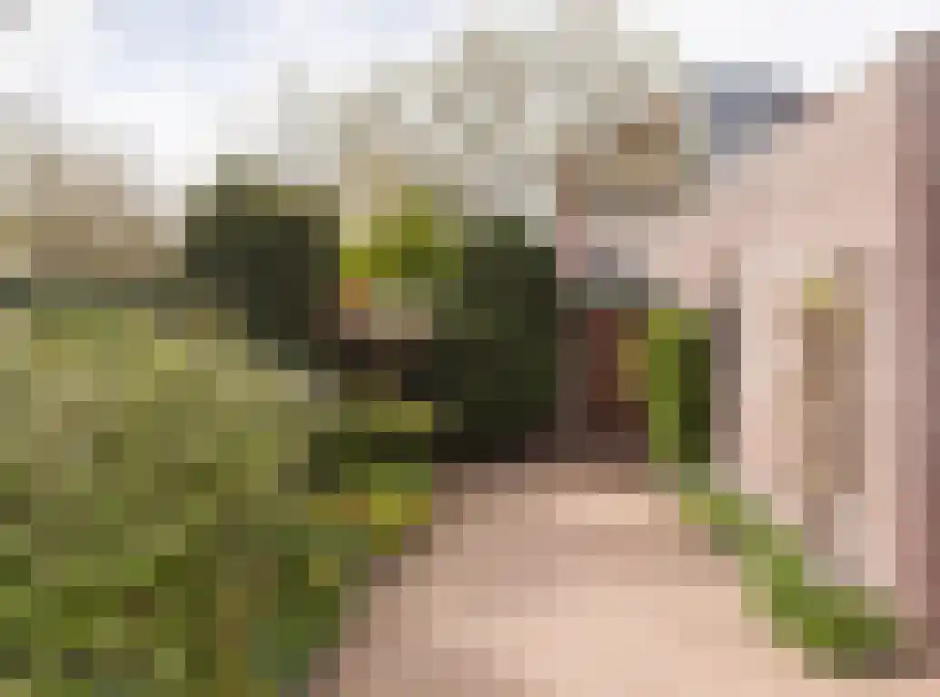 Aalscholver 9 Etten-Leur thumbnail 42