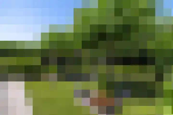 Aalscholverlaan 24 's-Hertogenbosch thumbnail 26