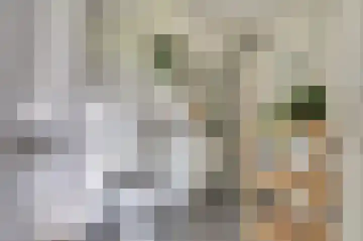Aalscholversingel 120 Velp thumbnail 28