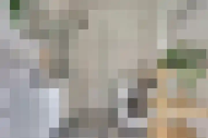 Aalscholversingel 120 Velp thumbnail 29