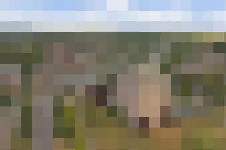 Aalscholversingel 120 Velp thumbnail 4