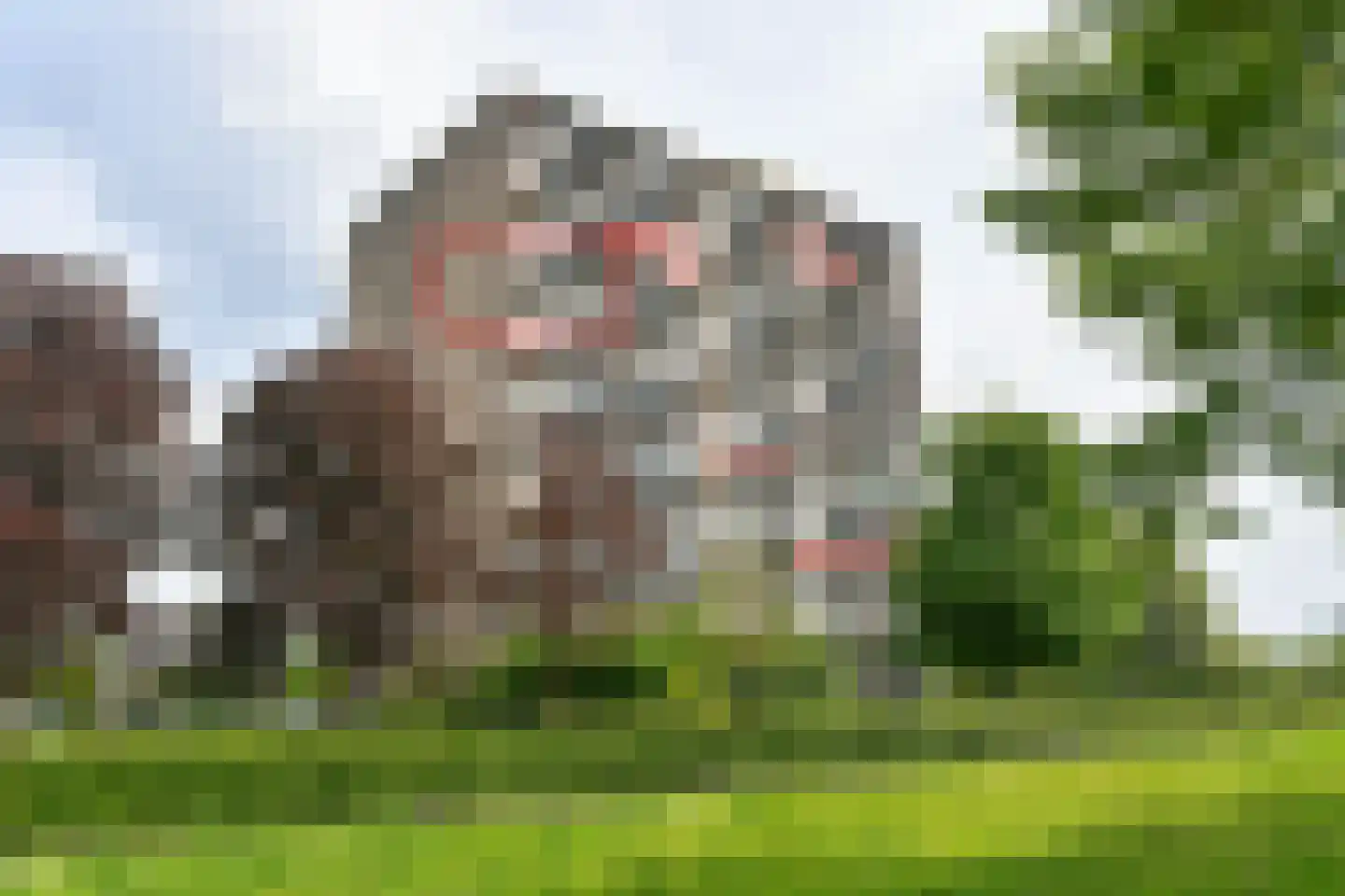 Aalscholversingel 136 Velp