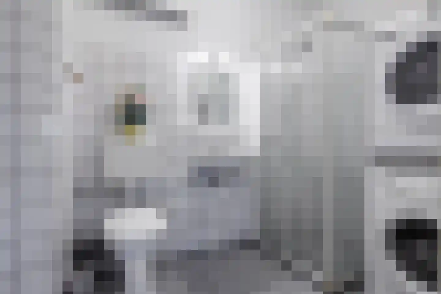 Aalscholversingel 184 Velp thumbnail 21